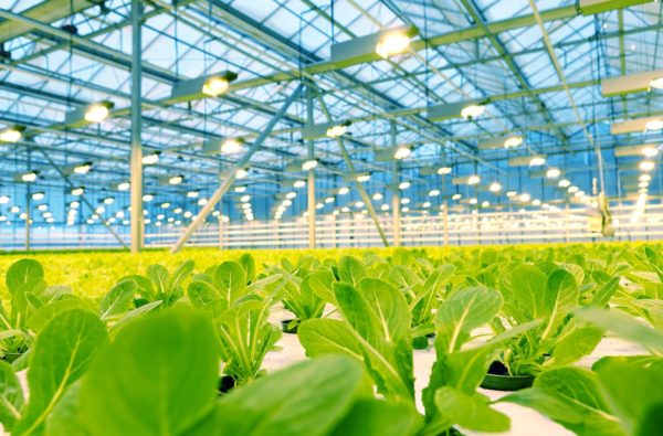 Indoor Farming & Other Innovative Solutions with Industrial Real Estate